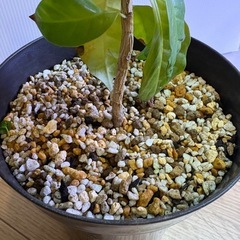 コーヒーノキの画像