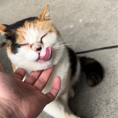 三毛猫　姉妹？
