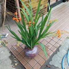 ヒオウギズイセン
アジサイ
キンカン
クチナシ
キンモクセイ