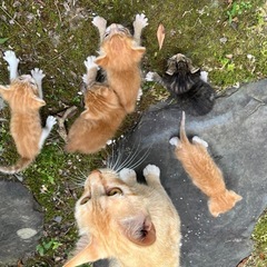 子猫　里親募集