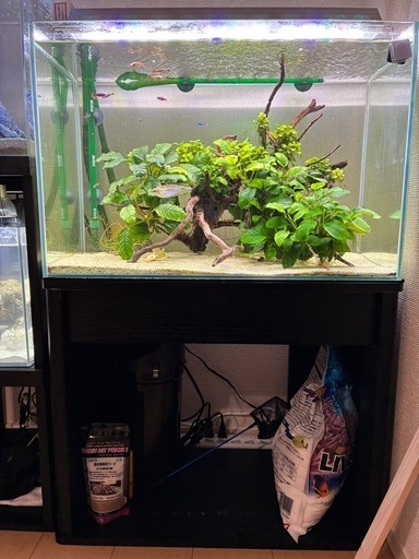 水槽　60センチ　【生体、流木、水草、水槽台付き】