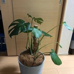 モンステラ　デリシオーサ