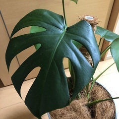 モンステラ　デリシオーサの画像