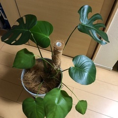 モンステラ　デリシオーサの画像