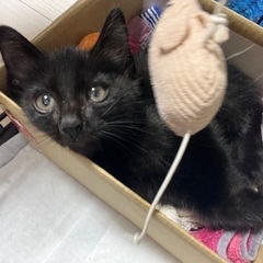 黒猫約1ヶ月の子猫(多分男の子)