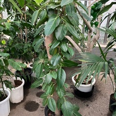 アルテシマ　尺鉢