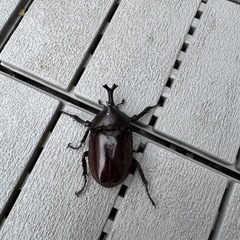 【決まりました】カブトムシ　オス①