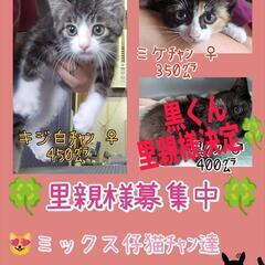 🍀ミックス仔猫😻キジ白ちゃん＆ミケちゃん💕1ヶ月半〜🎂♀ご…