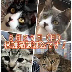 抱っこOK😸触れあいOK😺保護猫譲渡会😽