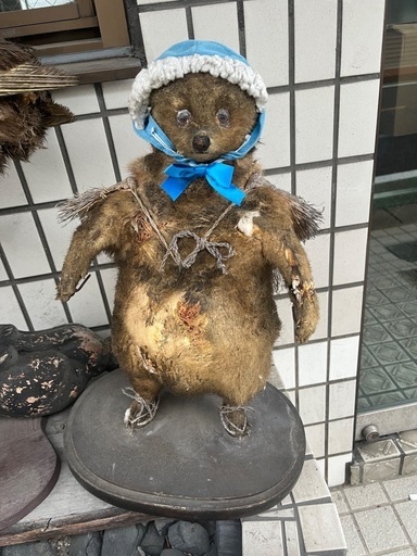 たぬき 剥製 置物