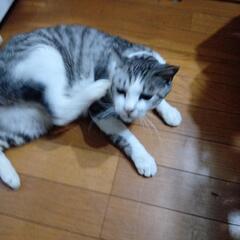 猫オス5才