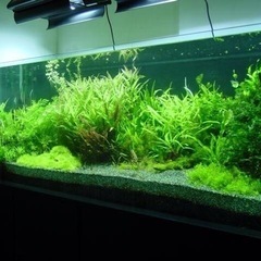 180㎝ガラス水槽（交渉中
）の画像