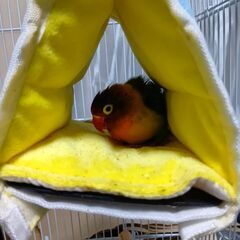 ボタンインコ、ハムスター里親募集