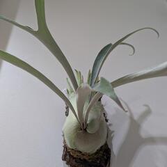 【コルク付】ビカクシダ　ベイチーレモイネイ (P. veitchii cv Lemoinei)　観葉植物　コウモリランの画像