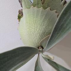【コルク付】ビカクシダ　ベイチーレモイネイ (P. veitchii cv Lemoinei)　観葉植物　コウモリランの画像