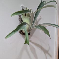 【コルク付】ビカクシダ　ベイチーレモイネイ (P. veitchii cv Lemoinei)　観葉植物　コウモリランの画像