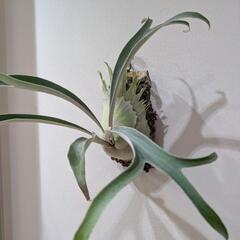 【コルク付】ビカクシダ　ベイチーレモイネイ (P. veitchii cv Lemoinei)　観葉植物　コウモリランの画像