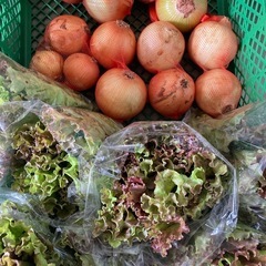 【江南市】🥬【やさい無人販売所】🥬✨次回7月4日(金)朝8:00から❗️雨天決行 - その他