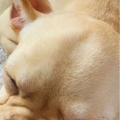 龍ヶ崎姫宮　フレンチブルドッグ探してます❗️