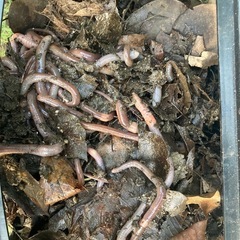 ドバミミズ30匹　うなぎ釣りに　福岡市   