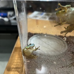 青いアマガエルの画像