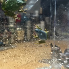 青いアマガエルの画像
