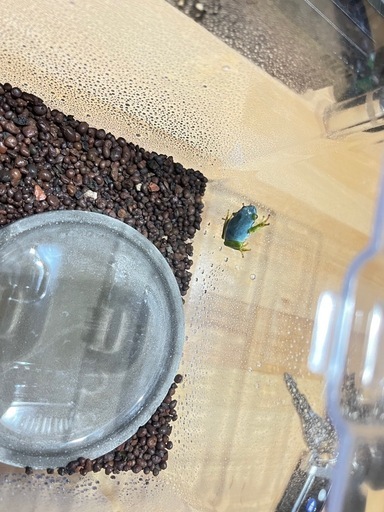 青いアマガエル