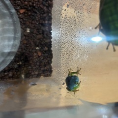 青いアマガエルの画像