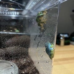 青いアマガエルの画像