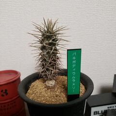 パキポディウムラメリーの画像