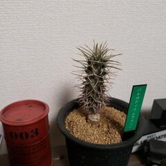 パキポディウムラメリーの画像