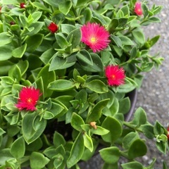 鉢植え ベビーサンローズ 赤花（6号鉢）