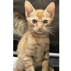 ★譲渡会あります★　キリっと茶トラボーイ♪