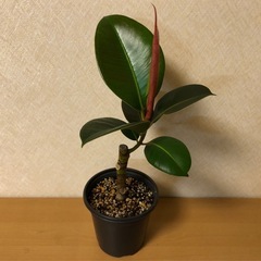 ゴムの木 鉢植え 観葉植物 挿し木