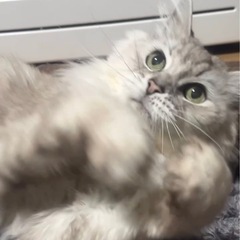 ラガマフィン 