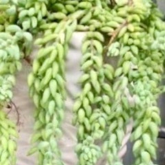 多肉植物、玉つつり　(残りは5、6穂)