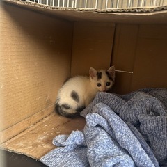 白ベースの白黒ちゃん