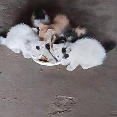 生後2ヶ月前後の子猫5匹