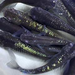15匹＋α メダカ　ミッドナイトフリル系　若魚　画像同等　めだかの画像