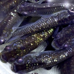 15匹＋α メダカ　ミッドナイトフリル系　若魚　画像同等　めだかの画像