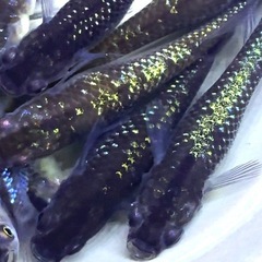 15匹＋α メダカ　ミッドナイトフリル系　若魚　画像同等　めだかの画像
