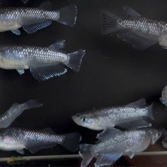 15匹＋α メダカ　ミッドナイトフリル系　若魚　画像同等　めだかの画像