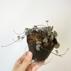 ミニ観葉植物/ハートカズラ