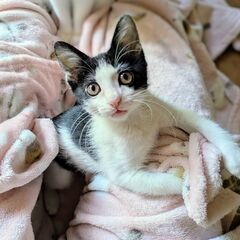 ★譲渡会あります★　可愛らしい黒白ちゃん♪ - 大東市
