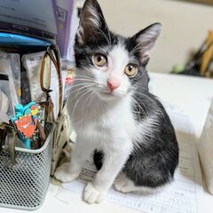 ★譲渡会あります★　可愛らしい黒白ちゃん♪