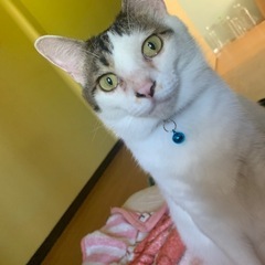 白茶　オス　猫　推定5歳　去勢済み