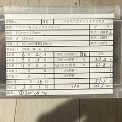 【成虫】パラワンオオヒラタ 102mm 羽パカの画像