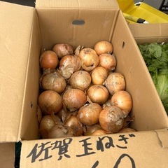 佐賀県産の大きなL大の甘くて美味しい玉葱を小売り販売します☆