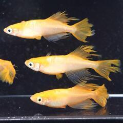 パーティードレス メダカの卵 20個＋α(保証分) めだか たまご  パーティドレス ヒカリの画像