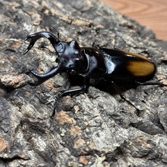 【成虫】 セアカフタマタクワガタ 79mmペアの画像